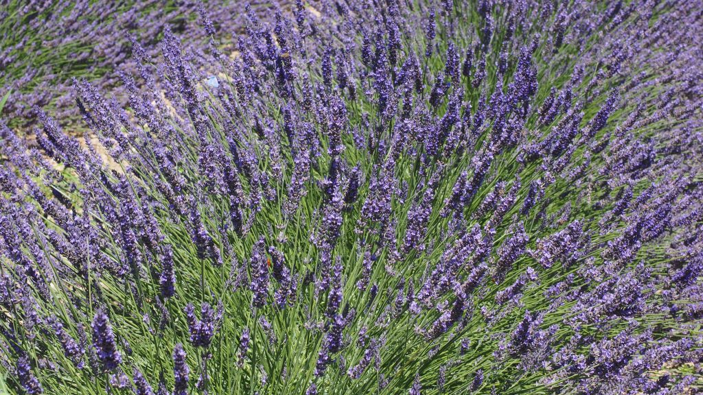 ulei de lavanda distilerie